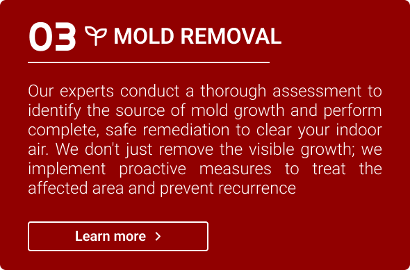 Mold Remediation