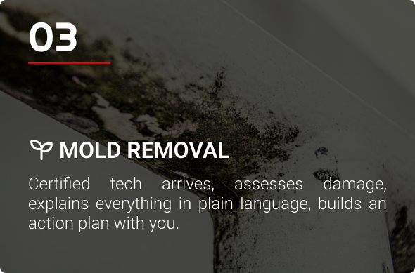 Mold Remediation